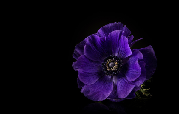 Сиреневый цветок анемона на черном фоне
