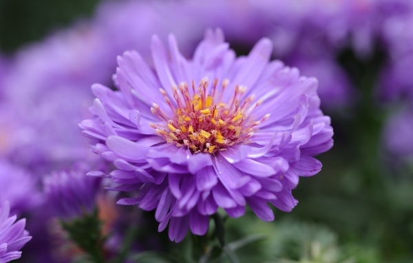 Сиреневый цветок астры крупным планом