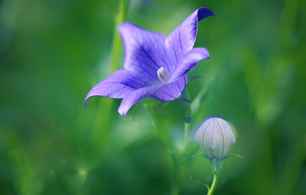 Сиреневый цветок колокольчика с бутоном на поле