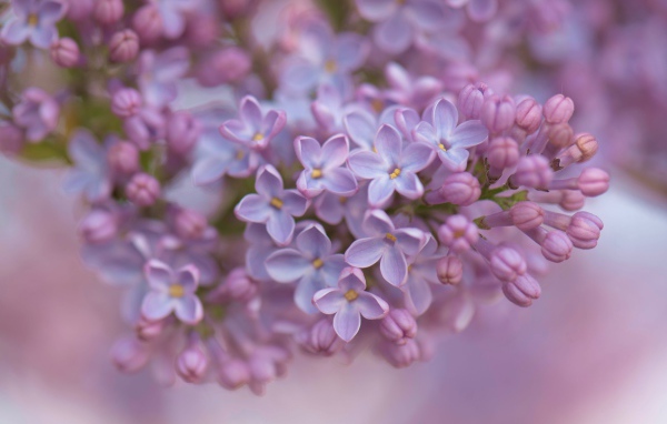 Ветка сирени крупным планом 