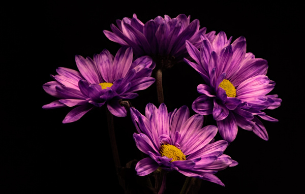 Сиреневый цветок хризантемы на черном фоне