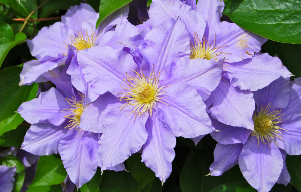 Сиреневые цветы клематиса с зелеными листьями