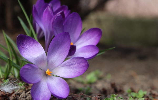 Сиреневые цветы крокуса на земле весной