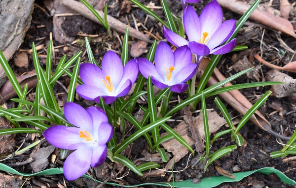 Сиреневые крокусы с зелеными листьями на земле