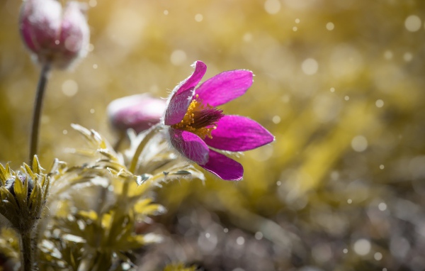 Сиреневый цветок прострела в поле 