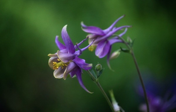 Сиреневые цветы водосбор крупным планом