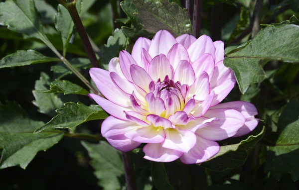 Сиреневый цветок садовой георгины в зеленых листьях 