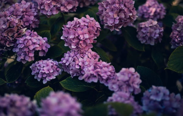 Сиреневые цветы гортензии в саду