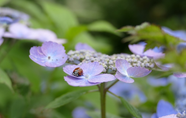 Сиреневые цветы гортензии с божьей коровкой 