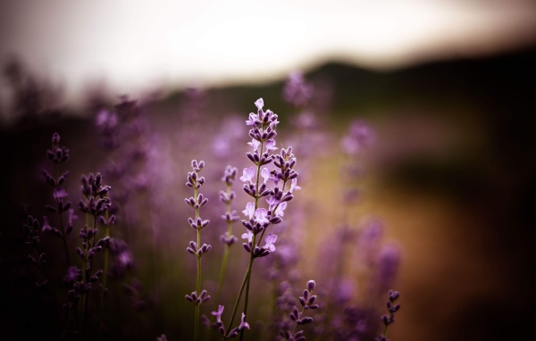 Сиреневые цветы лаванды крупным планом 