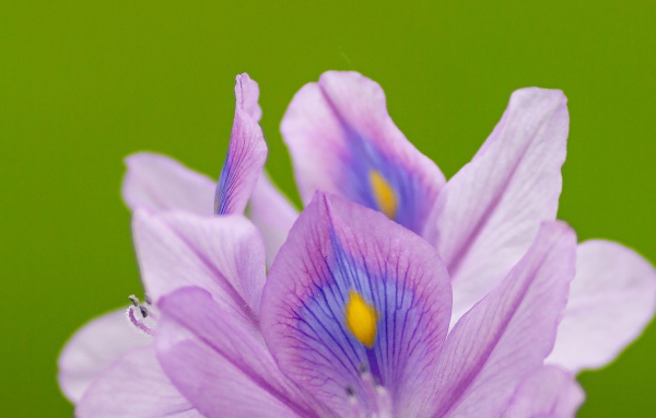 Сиреневые лепестки цветка ириса на зеленом фоне 