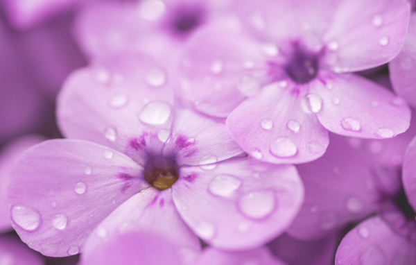 Сиреневые цветы флоксы в каплях росы крупным планом