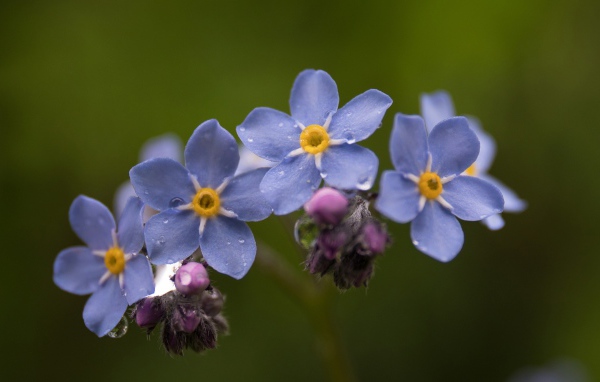 Маленькие синие незабудки крупным планом
