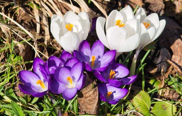 Маленькие сиреневые и белые крокусы в траве 