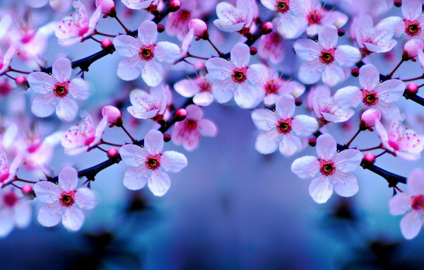 Маленькие розовые цветы на ветке дерева весной 