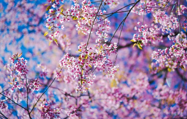 Маленькие розовые цветы сакуры на ветках в лучах солнца
