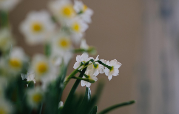 Маленькие белые нарциссы на размытом фоне