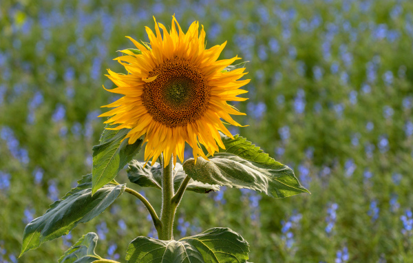 Одинокий подсолнух на поле с голубыми цветами