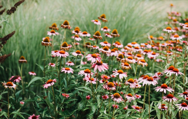 Много розовых цветов эхинацеи 