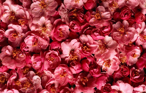 Много розовых цветов крупным планом 