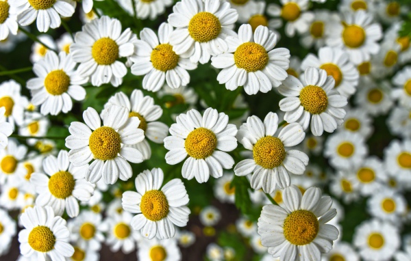Много мелких белых ромашек крупным планом 