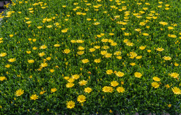 Много мелких желтых цветов крупным планом