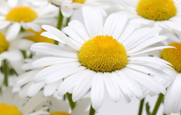 Много белых ромашек с желтой серединкой крупным планом