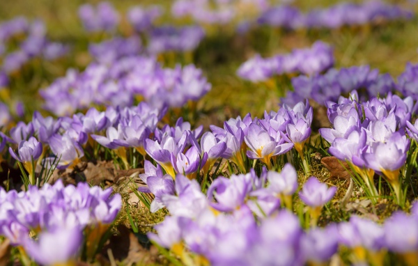 Много красивых сиреневых цветов крокуса на поляне