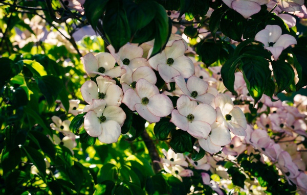 Много красивых розовых цветов на ветке дерева 