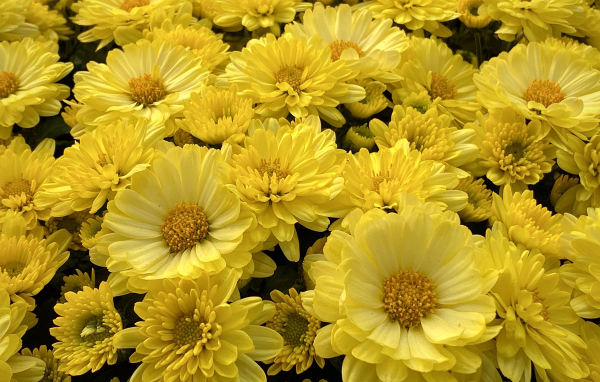 Много красивых желтых цветов хризантемы 