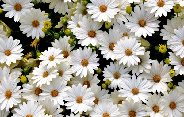 Много нежных белых цветов ромашковидной хризантемы крупным планом