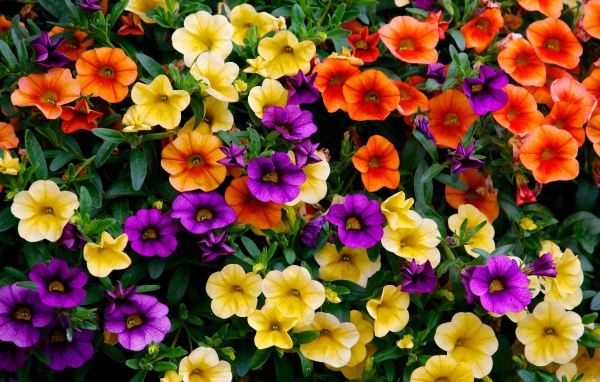 Много разноцветных цветов петунии на клумбе