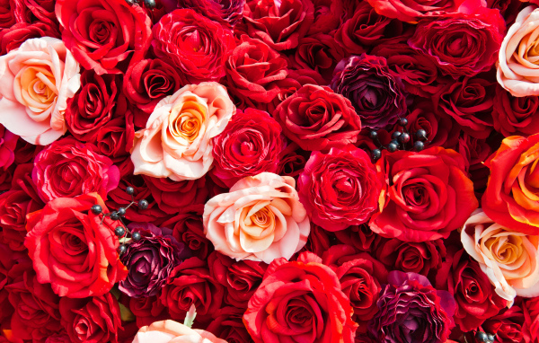 Много разноцветных красных роз вблизи