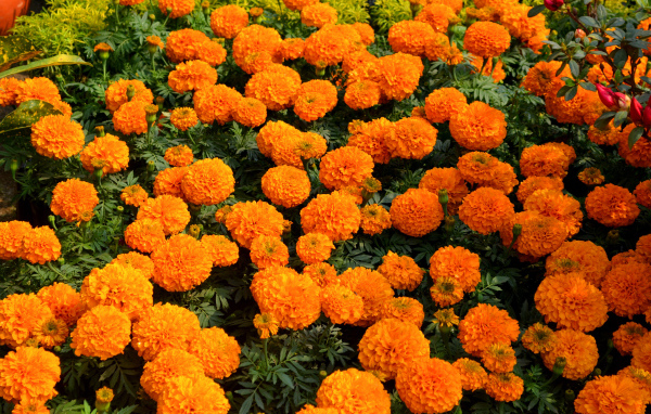 Много оранжевых цветов бархатцев крупным планом
