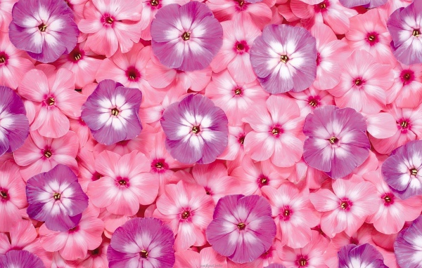 Много розовых цветов флоксы крупным планом