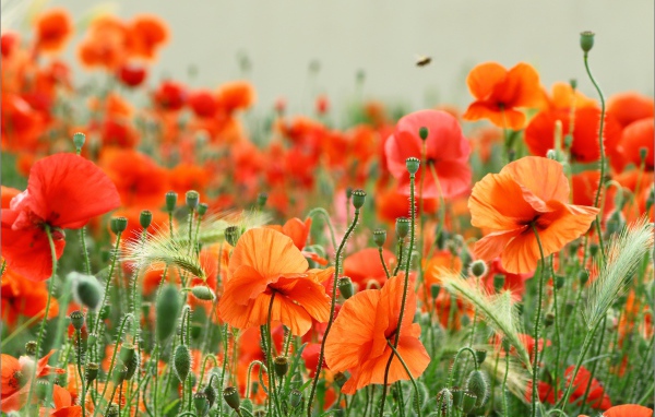 Много красных маков с колосками пшеницы в поле 