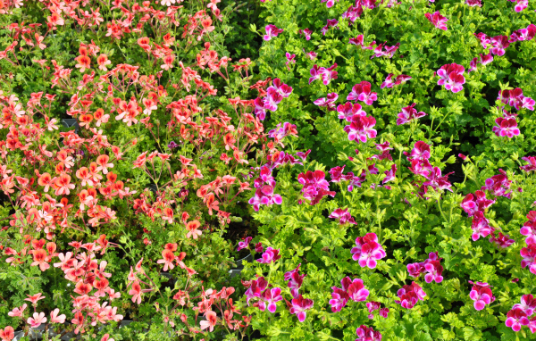 Много мелких цветов пеларгонии с зелеными листьями