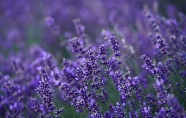 Много мелких цветов лаванды крупным планом