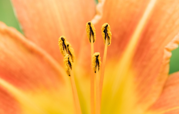 Середина оранжевого цветка лилии крупным планом 