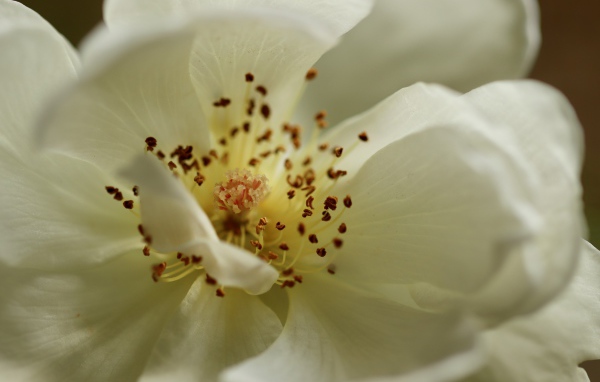 Серединка белого цветка крупным планом 