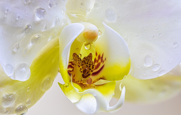 Серединка цветка орхидеи в воде крупным планом