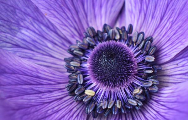 Серединка фиолетового цветка анемоны крупным планом