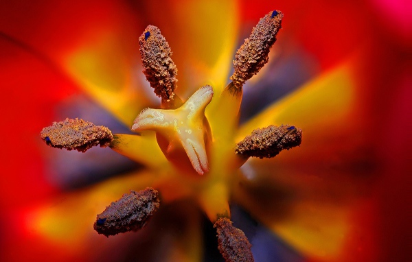 Серединка красного тюльпана 