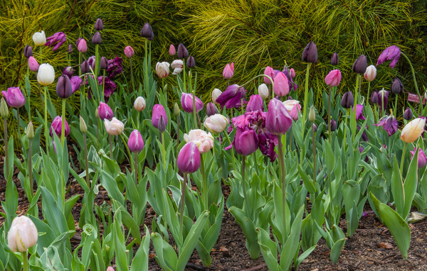 Разноцветные тюльпаны на клумбе 