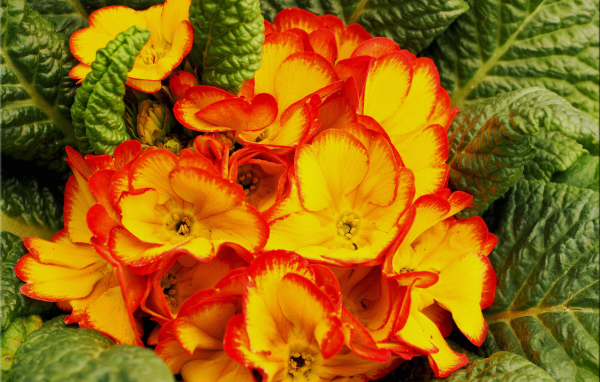 Оранжевый комнатный цветок примула с зелеными листьями