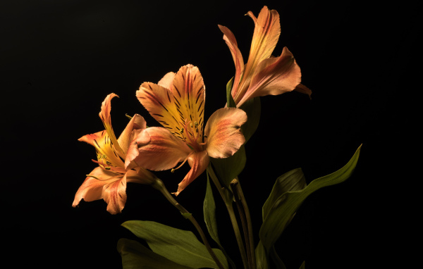 Оранжевые цветы альстромерия на черном фоне