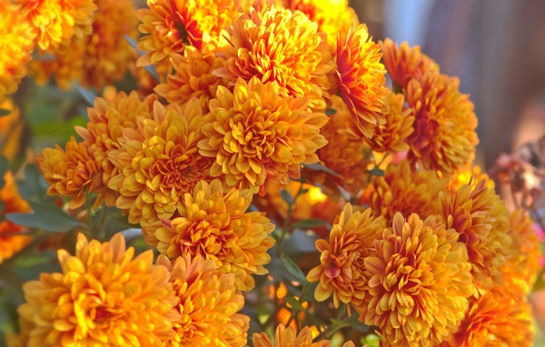 Оранжевые осенние цветы хризантемы крупным планом 