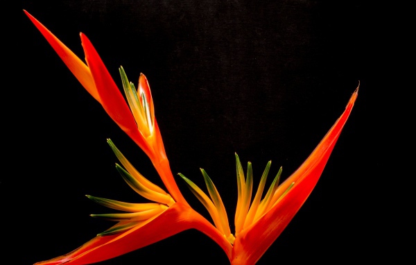 Оранжевый цветок канны на черном фоне