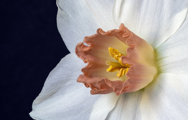 Оранжевая серединка белого нарцисса 