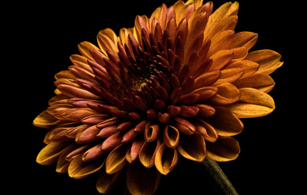 Оранжевый цветок хризантемы на черном фоне крупным планом